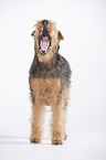 yawning Welsh Terrier