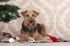 Welsh terrier between Christmas decoration