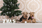 Welsh terrier between Christmas decoration