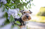 Welsh terrier in front of lilac bush