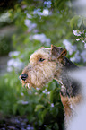 Welsh terrier in front of lilac bush