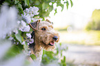 Welsh terrier in front of lilac bush