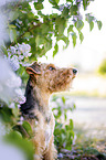 Welsh terrier in front of lilac bush