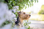 Welsh terrier in front of lilac bush