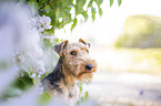 Welsh terrier in front of lilac bush