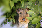Welsh terrier in front of lilac bush