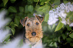 Welsh terrier in front of lilac bush