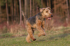 running Welsh Terrier