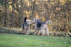 Welsh Terrier