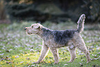 Welsh Terrier