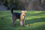 Welsh Terrier