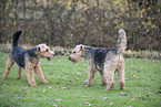 Welsh Terrier