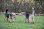 Welsh Terrier