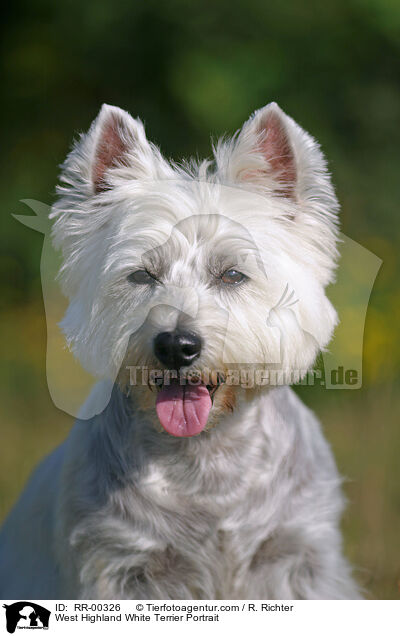 West Highland White Terrier Portrait / West Highland White Terrier Portrait / RR-00326