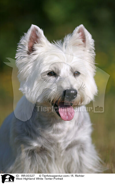 West Highland White Terrier Portrait / West Highland White Terrier Portrait / RR-00327