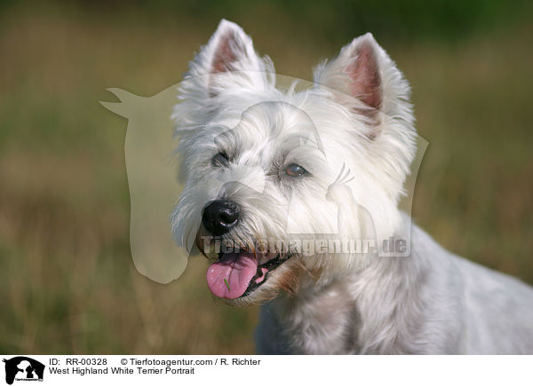 West Highland White Terrier Portrait / West Highland White Terrier Portrait / RR-00328