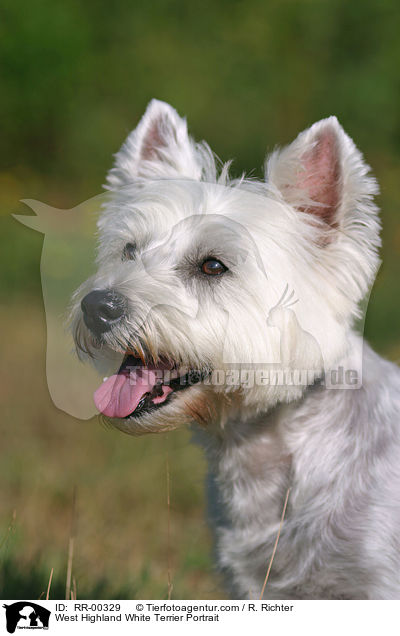 West Highland White Terrier Portrait / West Highland White Terrier Portrait / RR-00329
