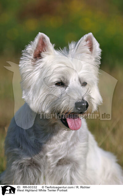 West Highland White Terrier Portrait / West Highland White Terrier Portrait / RR-00332
