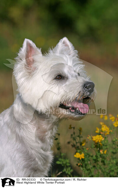 West Highland White Terrier Portrait / West Highland White Terrier Portrait / RR-00333
