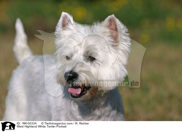 West Highland White Terrier Portrait / West Highland White Terrier Portrait / RR-00334