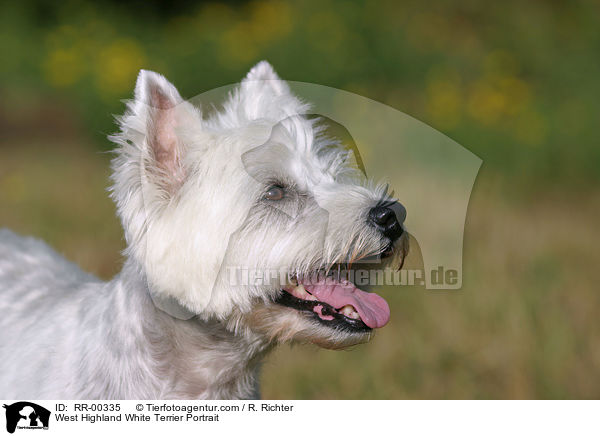 West Highland White Terrier Portrait / West Highland White Terrier Portrait / RR-00335