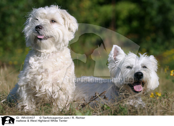 Malteser / maltese & West Highland White Terrier / RR-00407