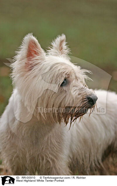 West Highland White Terrier Portrait / West Highland White Terrier Portrait / RR-00910
