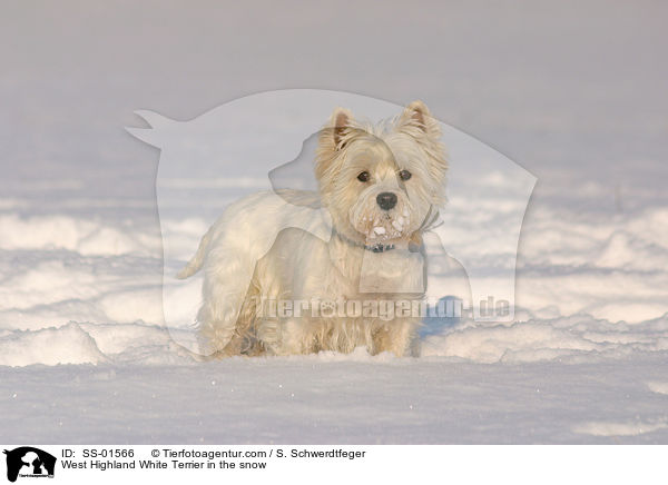 West Highland White Terrier im Schnee / West Highland White Terrier in the snow / SS-01566