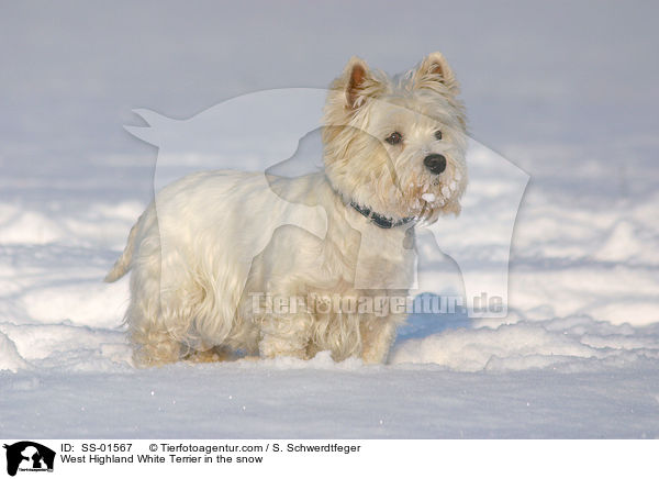 West Highland White Terrier im Schnee / West Highland White Terrier in the snow / SS-01567