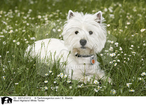 West Highland White Terrier / West Highland White Terrier / SST-01213