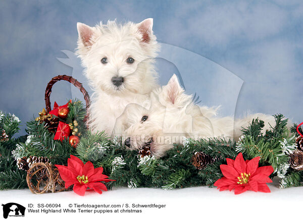 West Highland White Terrier Welpen zu Weihnachten / West Highland White Terrier puppies at christmas / SS-06094