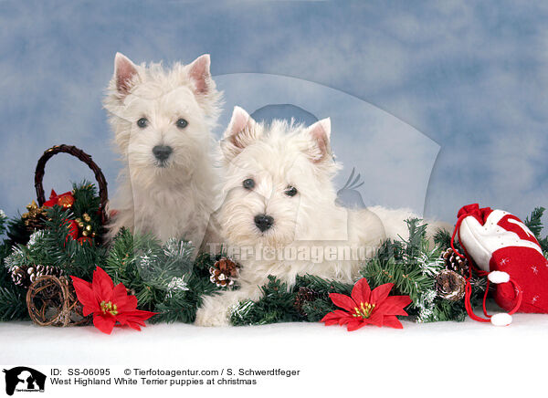 West Highland White Terrier Welpen zu Weihnachten / West Highland White Terrier puppies at christmas / SS-06095