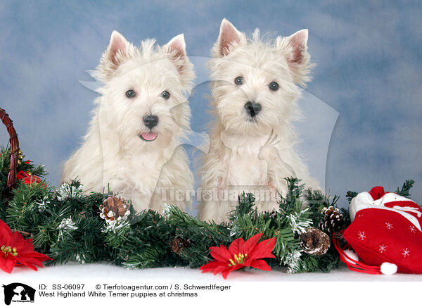 West Highland White Terrier Welpen zu Weihnachten / West Highland White Terrier puppies at christmas / SS-06097