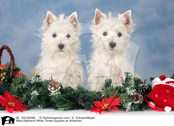 West Highland White Terrier Welpen zu Weihnachten / West Highland White Terrier puppies at christmas / SS-06098