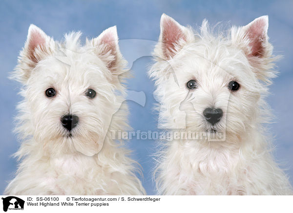 West Highland White Terrier Welpen / West Highland White Terrier puppies / SS-06100