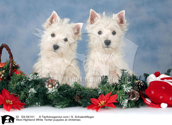 West Highland White Terrier Welpen zu Weihnachten / West Highland White Terrier puppies at christmas / SS-06101