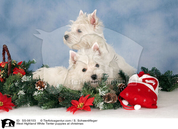 West Highland White Terrier Welpen zu Weihnachten / West Highland White Terrier puppies at christmas / SS-06103