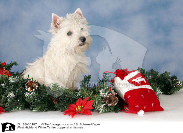 West Highland White Terrier Welpe zu Weihnachten / West Highland White Terrier puppy at christmas / SS-06107