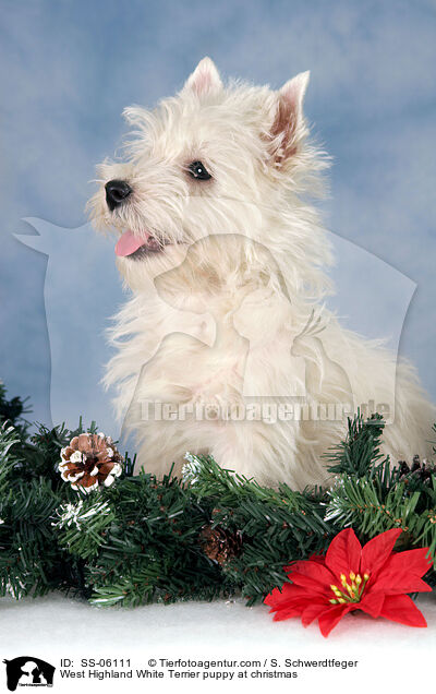 West Highland White Terrier Welpe zu Weihnachten / West Highland White Terrier puppy at christmas / SS-06111