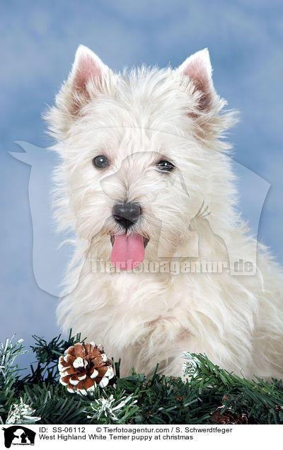 West Highland White Terrier Welpe zu Weihnachten / West Highland White Terrier puppy at christmas / SS-06112