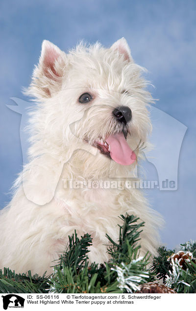 West Highland White Terrier Welpe zu Weihnachten / West Highland White Terrier puppy at christmas / SS-06116