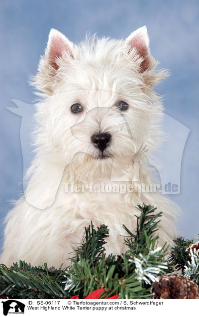 West Highland White Terrier Welpe zu Weihnachten / West Highland White Terrier puppy at christmas / SS-06117