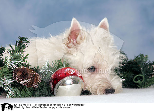 West Highland White Terrier Welpe zu Weihnachten / West Highland White Terrier puppy at christmas / SS-06118