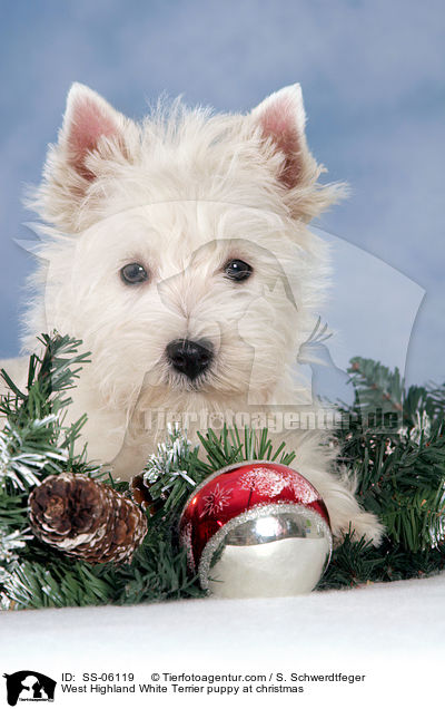 West Highland White Terrier Welpe zu Weihnachten / West Highland White Terrier puppy at christmas / SS-06119