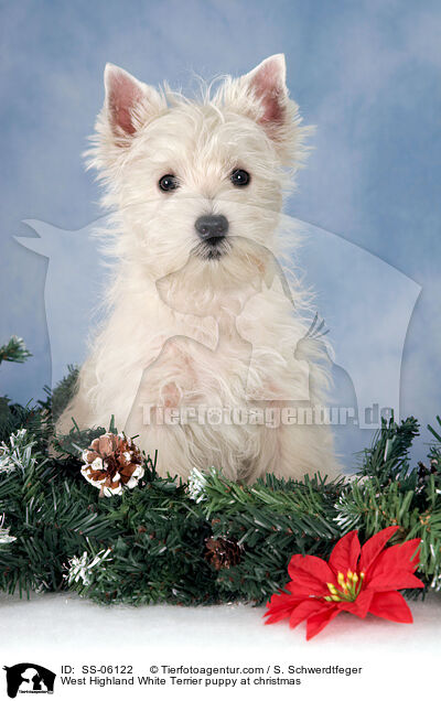 West Highland White Terrier puppy at christmas / SS-06122
