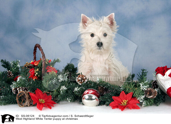 West Highland White Terrier Welpe zu Weihnachten / West Highland White Terrier puppy at christmas / SS-06124
