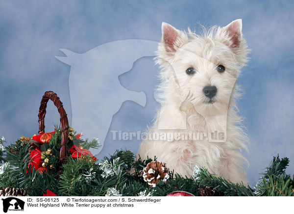 West Highland White Terrier Welpe zu Weihnachten / West Highland White Terrier puppy at christmas / SS-06125
