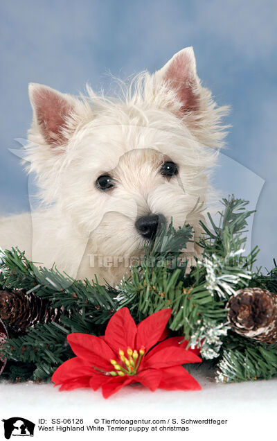 West Highland White Terrier Welpe zu Weihnachten / West Highland White Terrier puppy at christmas / SS-06126