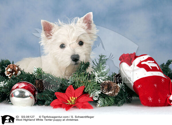 West Highland White Terrier Welpe zu Weihnachten / West Highland White Terrier puppy at christmas / SS-06127