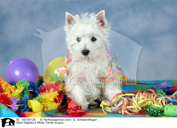 West Highland White Terrier Welpe / West Highland White Terrier puppy / SS-06128